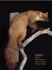 N��t�