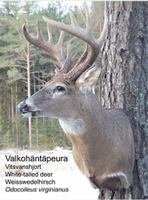 Valkoh�nt�peura