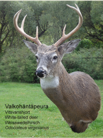 Valkoh�nt�peura