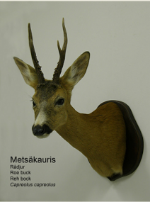 Mets�kauris