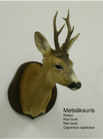 Mets�kauris