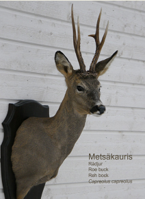 Mets�kauris